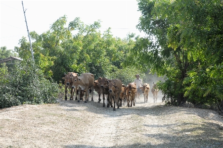 Cows landscape nature herd Photo