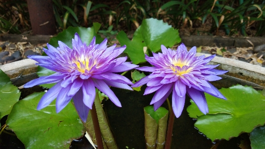 Lotus flower flowering plant petal Photo