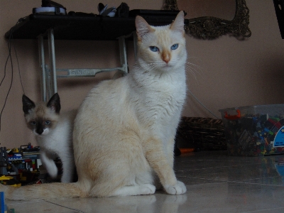 Foto Gato gatos mamífero vertebrado
