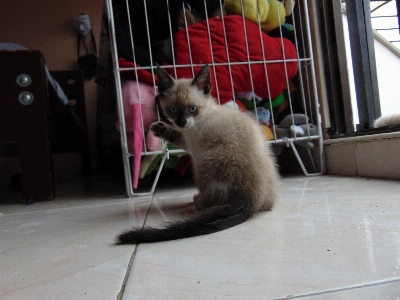 Foto Kucing mamalia berukuran kecil hingga sedang
 felidae
