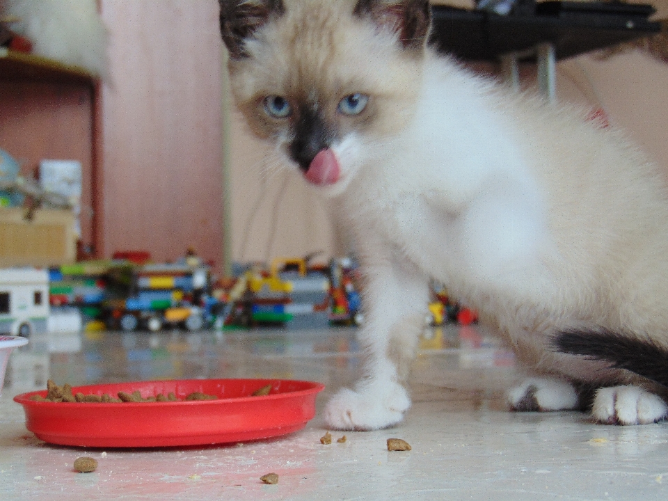 Kucing makanan bertulang belakang
 mamalia