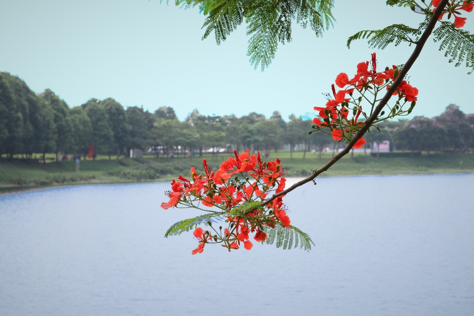 Parc rouge fleur arbre