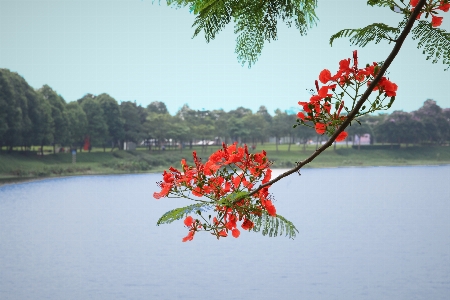 Park red flower tree Photo