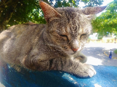 Katze sonnig haustier liebe Foto