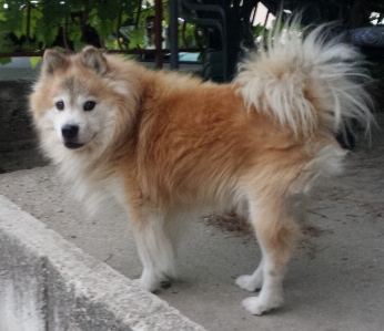 Hund säugetier wirbeltier
 hunderasse
 Foto