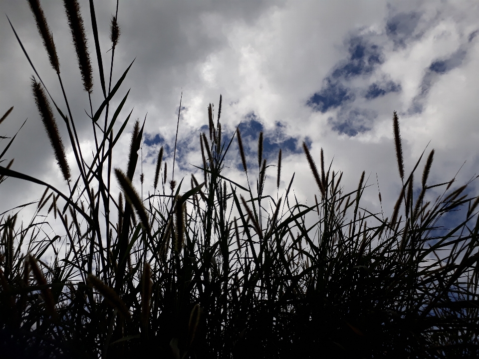 Gras landschaft himmel blau