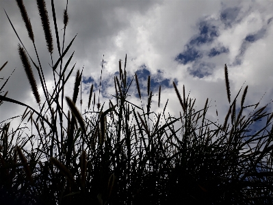 Foto Rumput lanskap langit biru