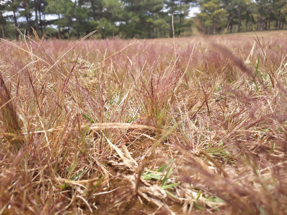 Grass landscape field plant