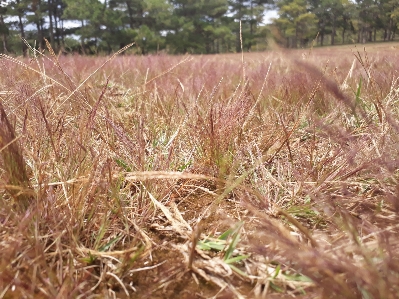 Grass landscape field plant Photo