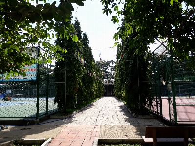 Tree street landscape public space Photo