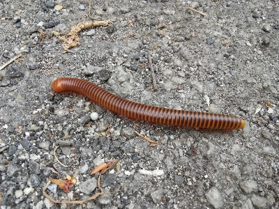 自然 ヤスデ
 虫 無脊椎動物 写真