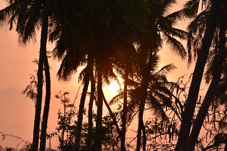 Morning sunrise tree sky Photo