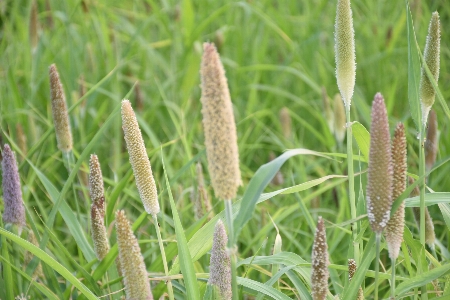 Foto Alami tanaman rumput bunga