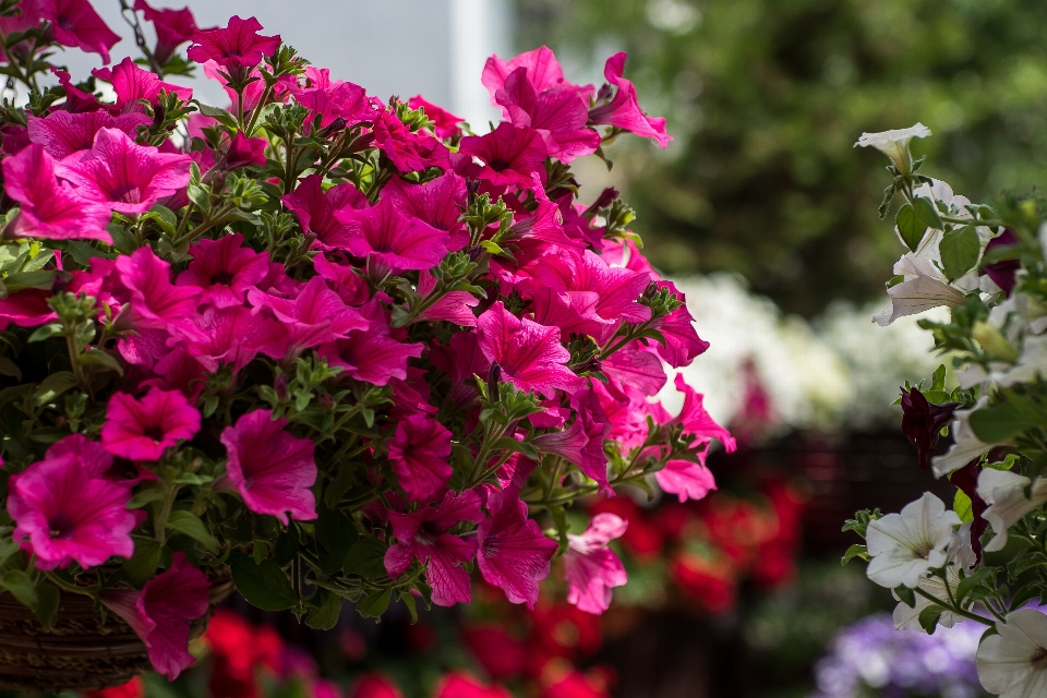 Tubos púrpura flores verano