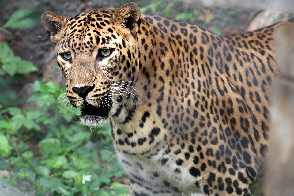 Leopar karasal hayvan
 memeli yaban hayatı