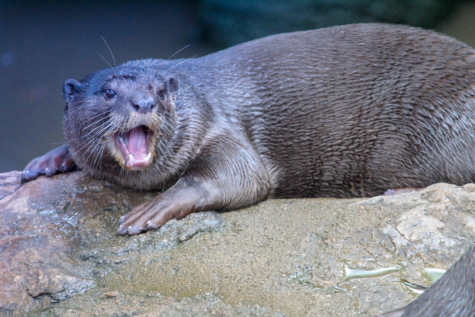 Fluss otter säugetier wirbeltier
