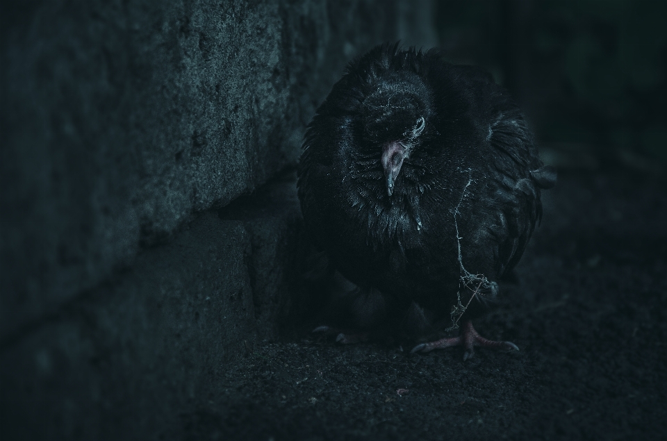 Moody bird dark black