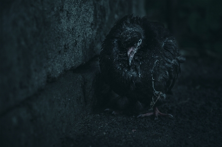 Moody bird dark black Photo