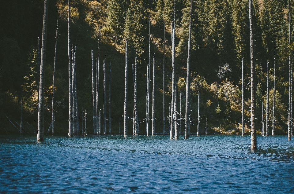 Lago alberi foresta montagna