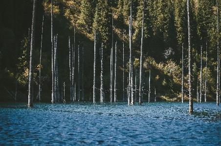 湖 木 森 山 写真