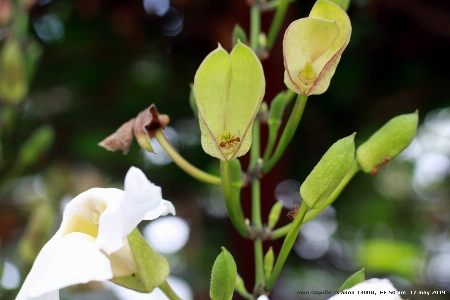 夏 アリ
 花 開花植物
 写真