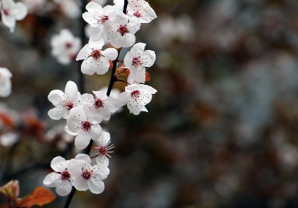 花 春 植物 ブランチ 写真