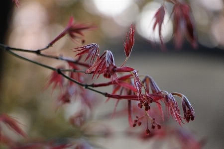 Foto Flor planta de cerca
 rosa