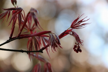 Flower plant botany close up Photo