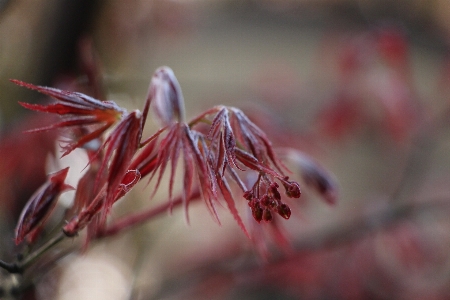 Flower red close up plant Photo