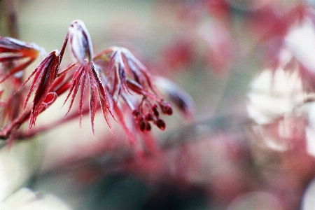 Photo Fleur rouge rose usine