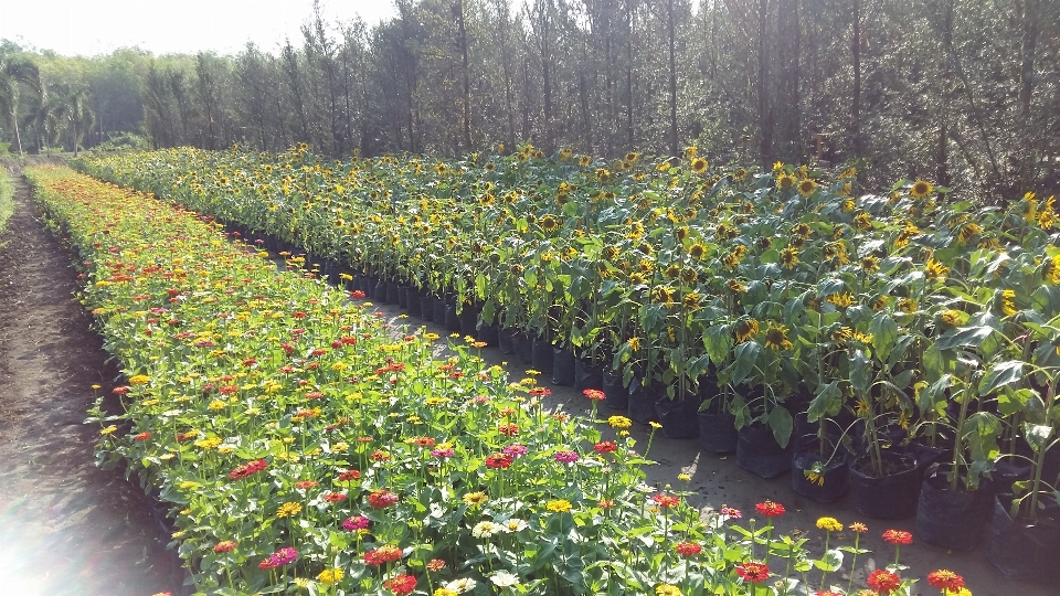 Naturel fleur usine arbuste
