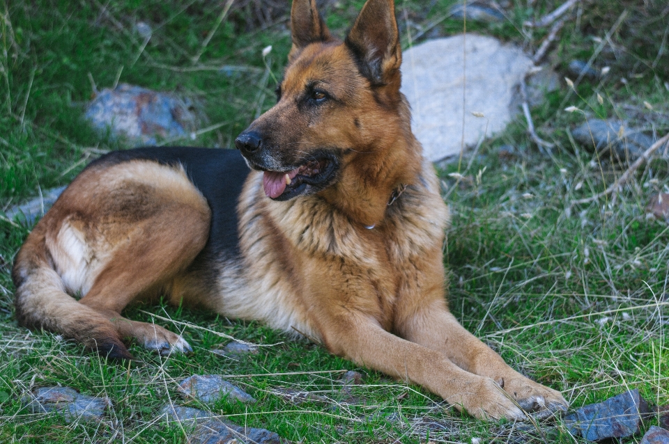 Chien pasteur
 allemand berger