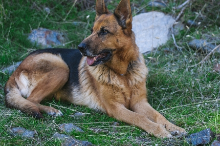 Foto Anjing pendeta
 jerman gembala