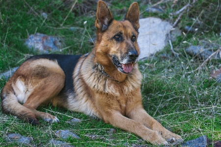 Foto Anjing pendeta
 jerman gembala