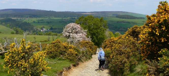 Gorse wales countryside natural landscape Photo