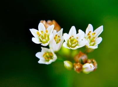 花 植物 開花植物
 花弁 写真