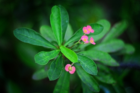 Flowers flower green leaf Photo