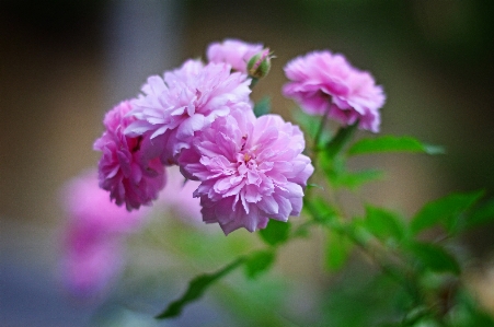 Flowers flower flowering plant pink Photo