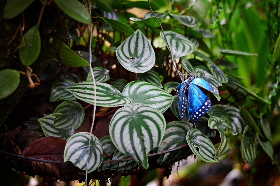 Fiori blu foglia pianta