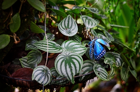 Blumen blau blatt anlage Foto