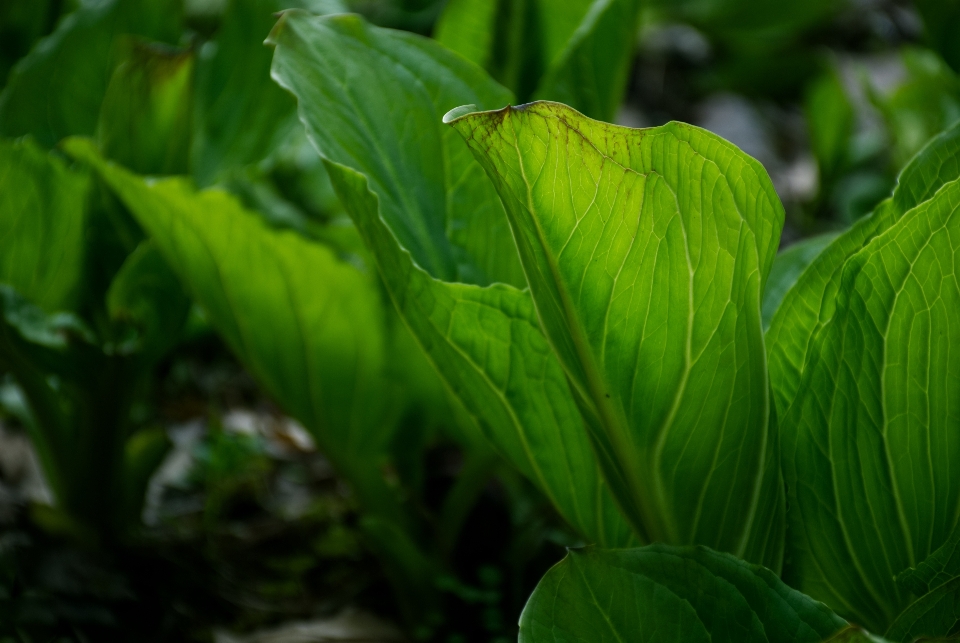 Végétaux vert nature forêt