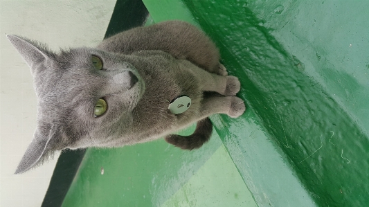 Cat mammal russian blue green Photo