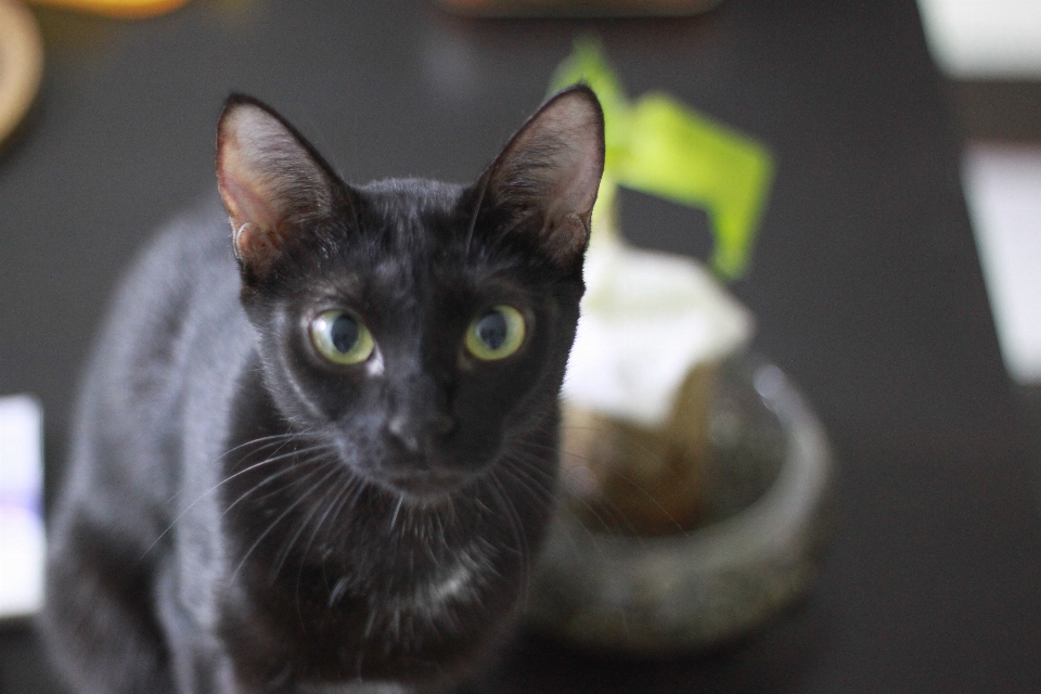 Gato mamífero vertebrado
 gatos pequeños a medianos
