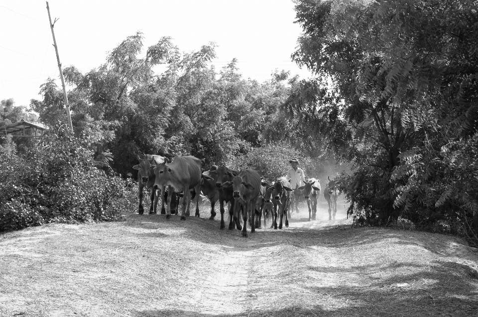 Vache paysage
 vie noir et blanc
