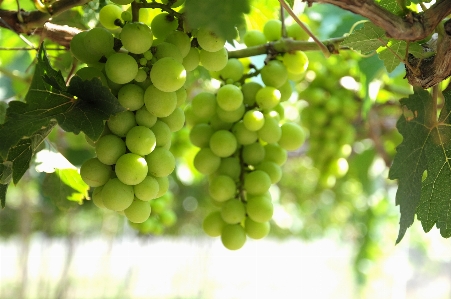 Foto Anggur bidang lanskap buah tanpa biji
