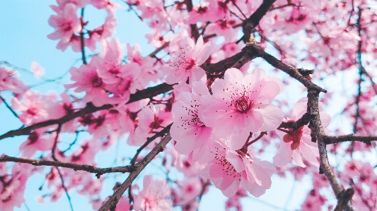 Foto Naturale fiore pianta rosa