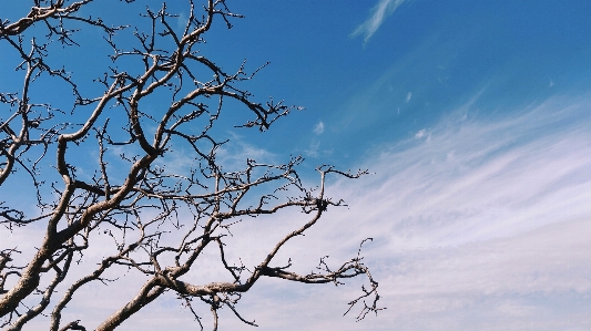 Natural branch sky tree Photo