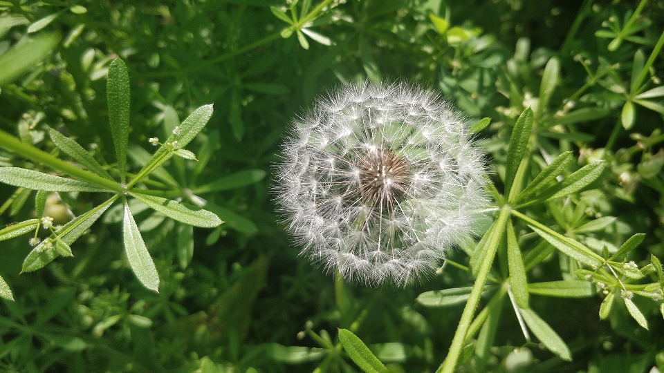 自然的 花 开花植物 蒲公英