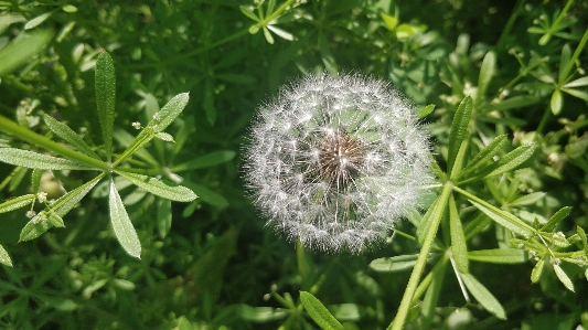 Foto Natural flor planta com flor
 dente de leão