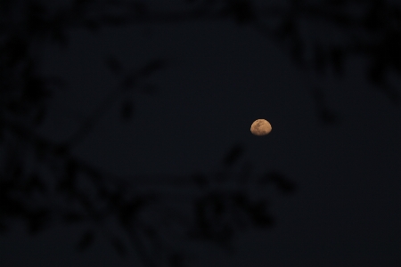 Night moon sky waxing gibbous Photo